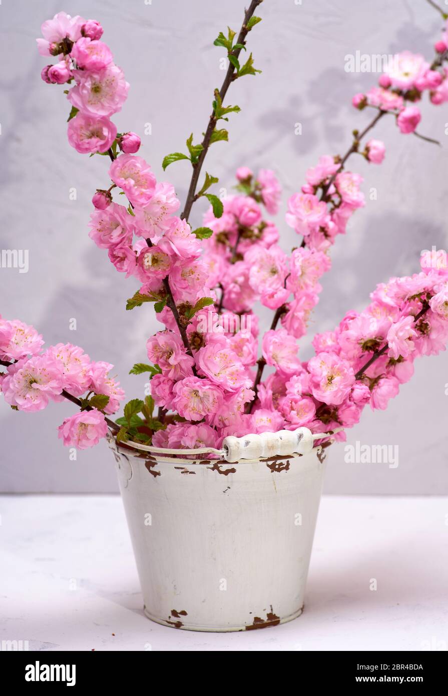 branches with pink flowers Louiseania triloba on a white background, close up Stock Photo