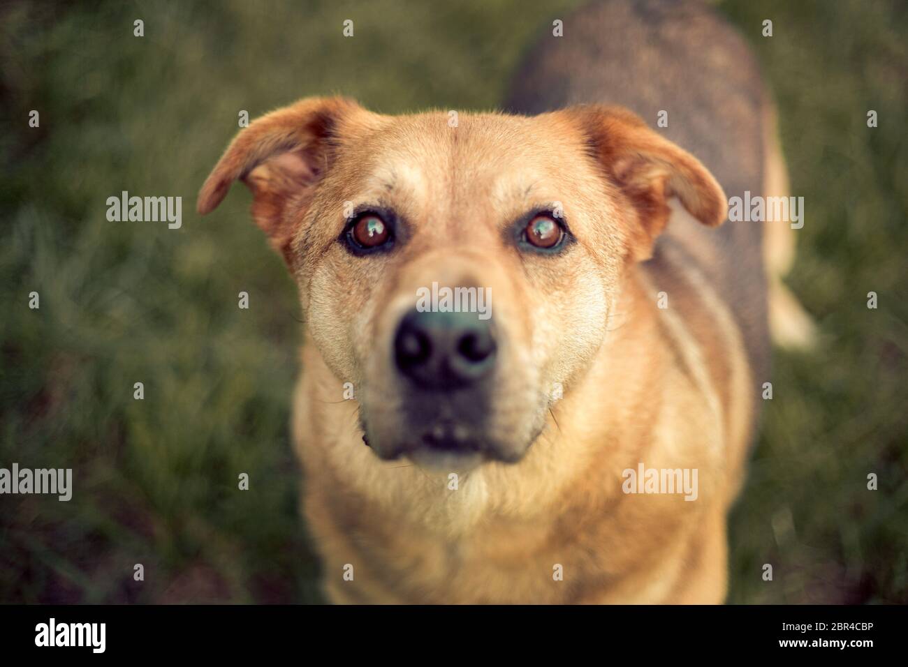 German shepard husky mix portrait Stock Photo