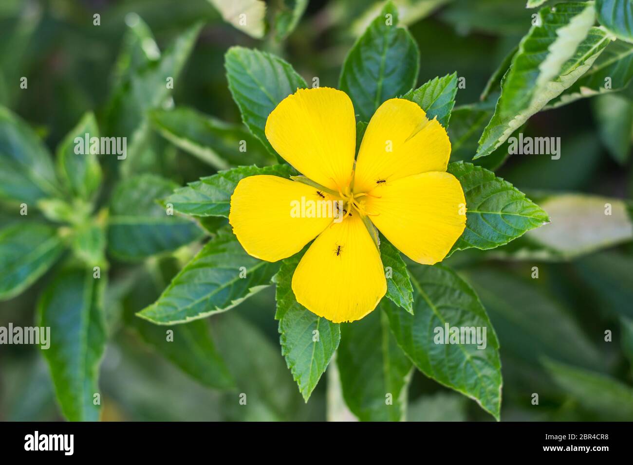 Yellow flower blooming in the garden, Ant on flower, ramgoat dashalong Stock Photo