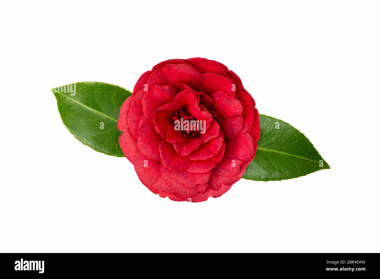 Red camellia flower isolated on white background. Winter rose Stock Photo