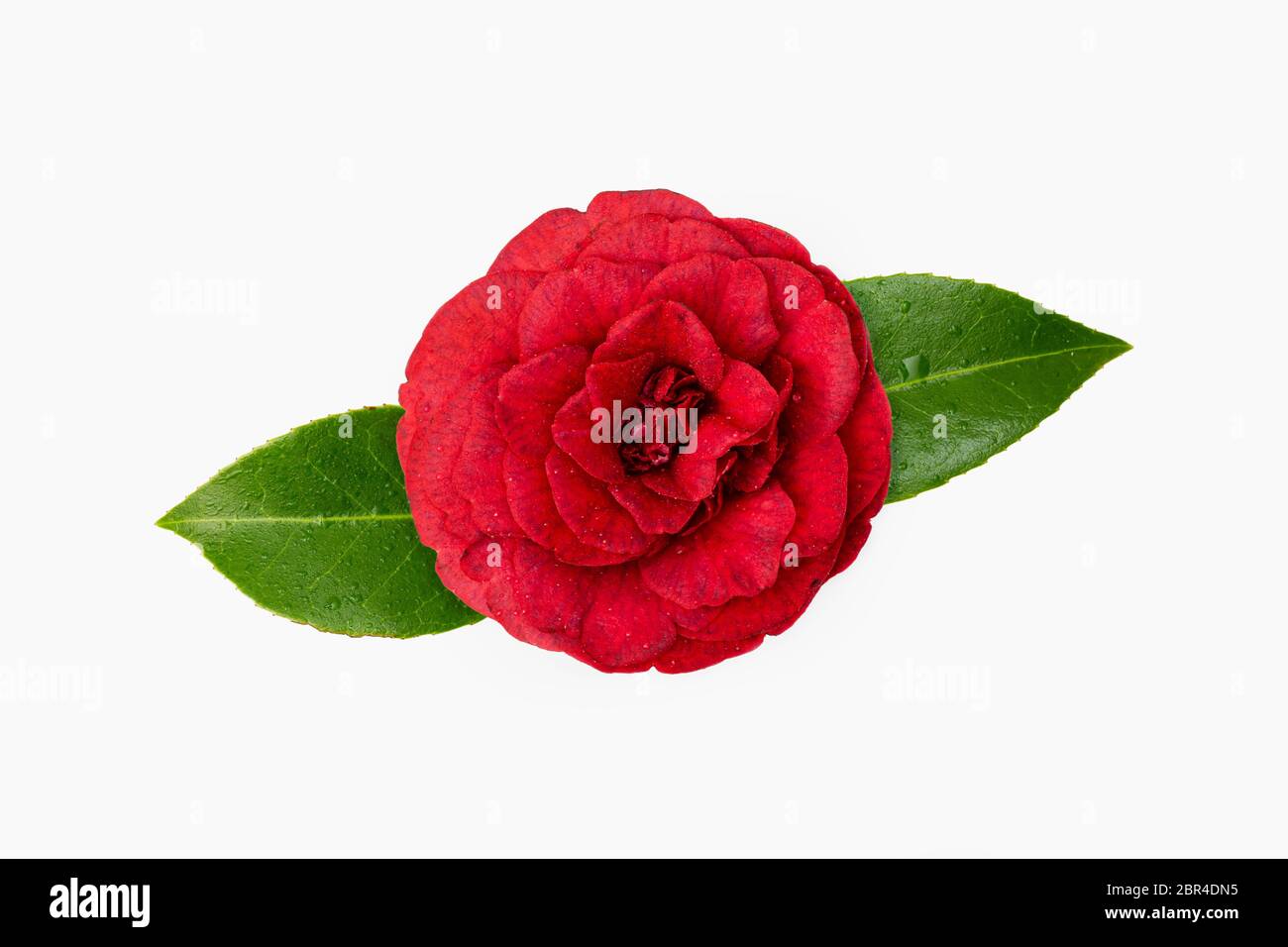 Red camellia flower with dew drops isolated on white background. Winter rose Stock Photo