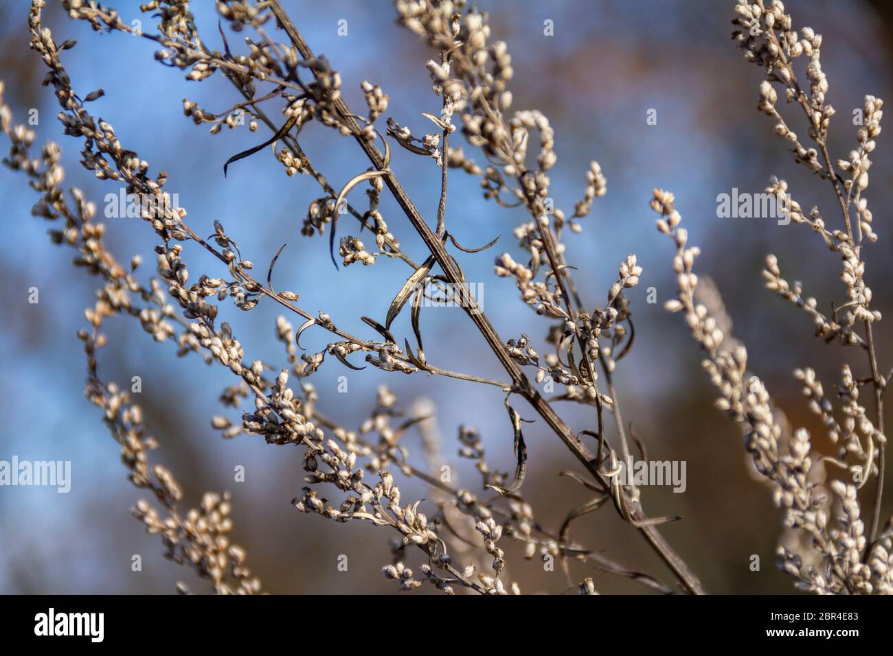 full frame sere plant detail at autumn time Stock Photo