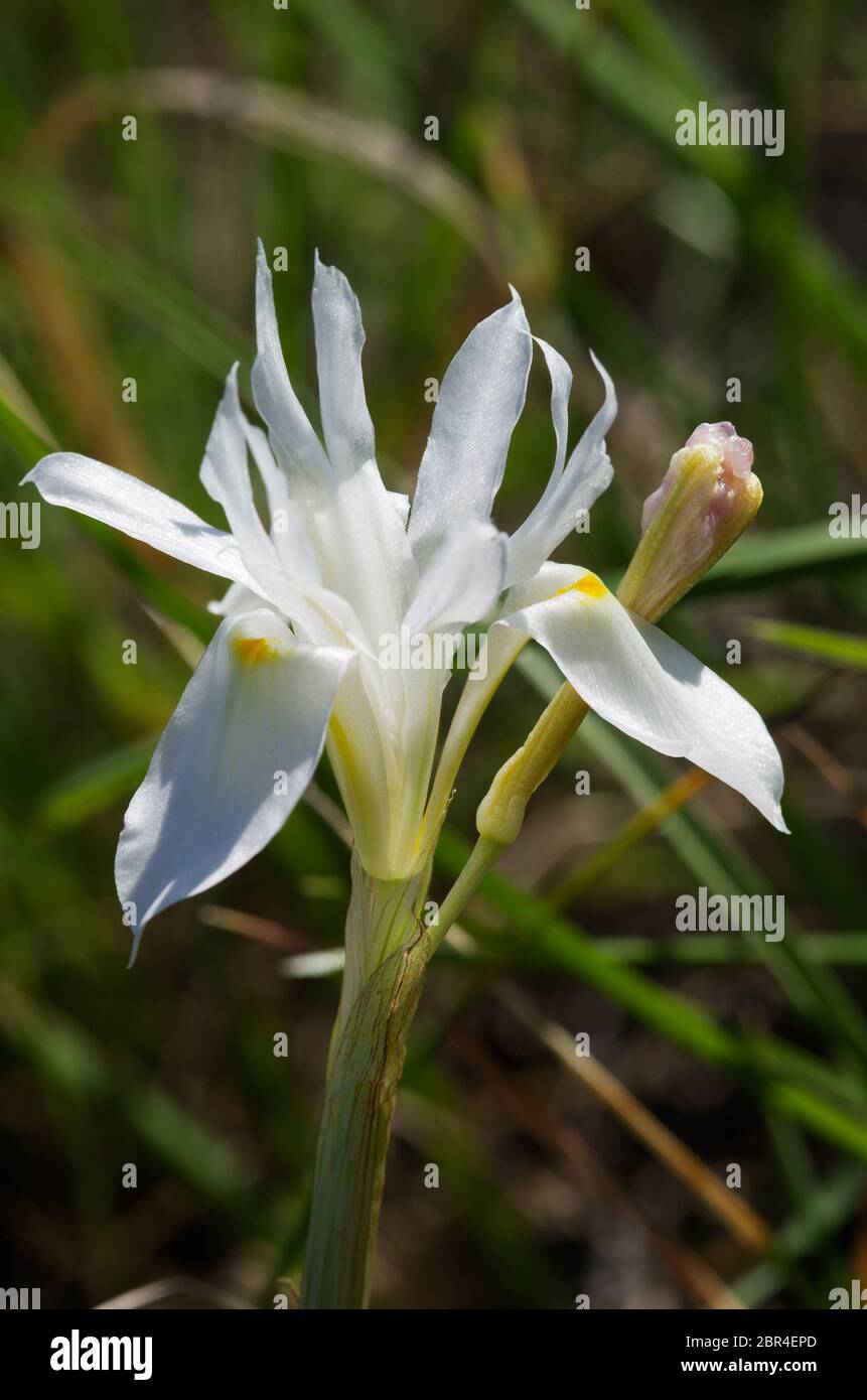 Profile view of a rare form of white Barbary nut flower (Gynandriris sisyrinchium) over a natural background. Also known as Iris sisyrinchium or Morae Stock Photo