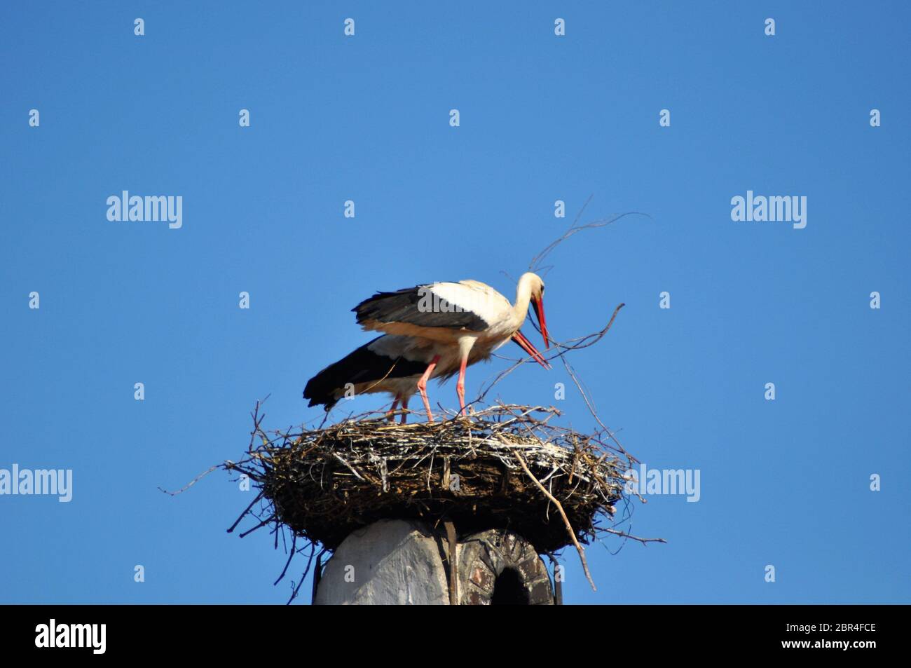 Austria, stork nest on roof top in Rust village Stock Photo