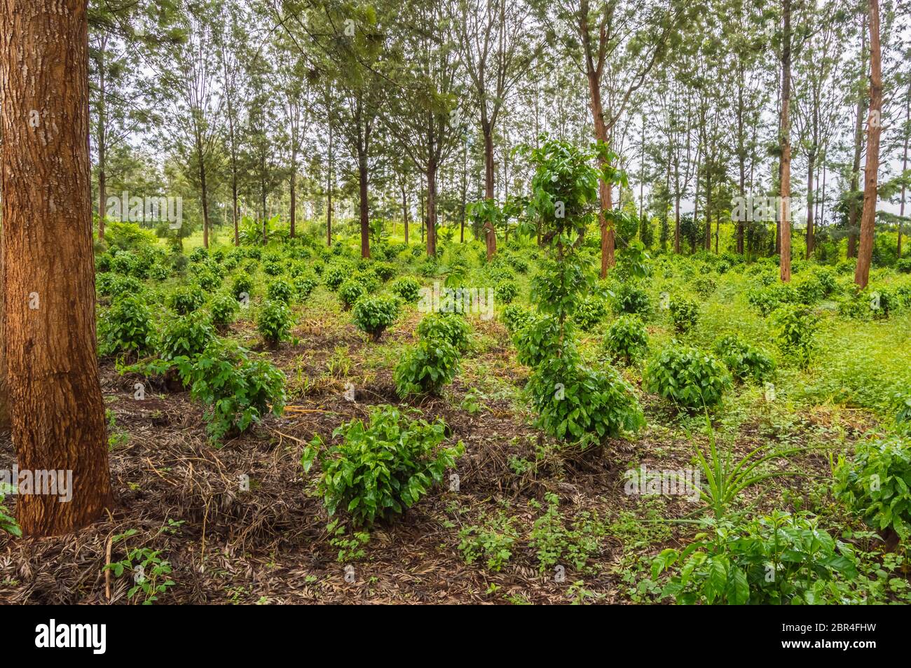 Young coffee plantations between rows of Thika trees in central Kenya Stock Photo