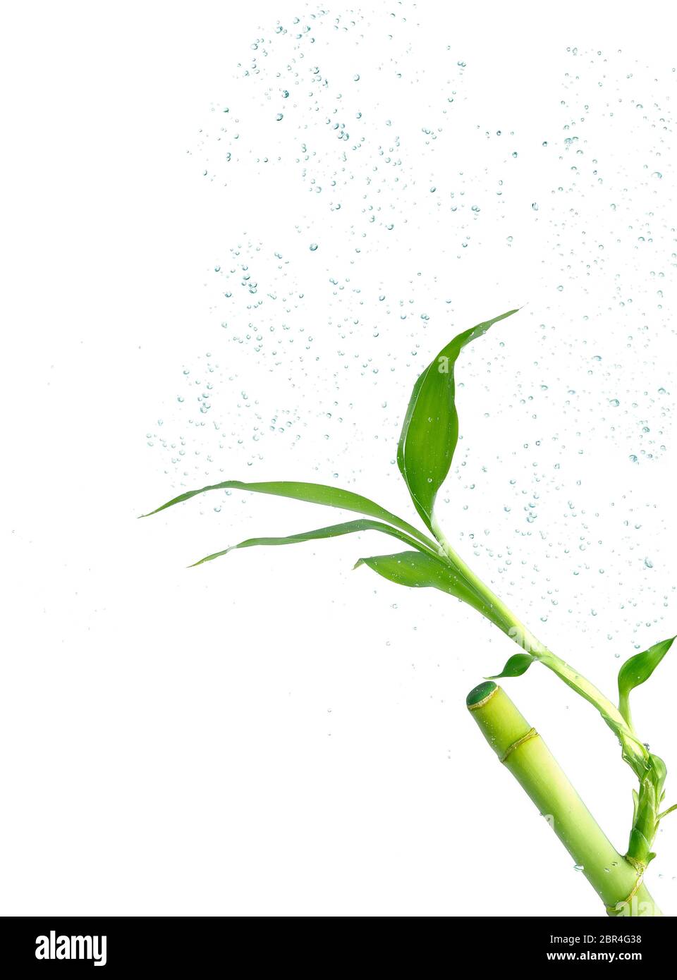 Bamboo cane underwater with bubbles against white background. Clipping