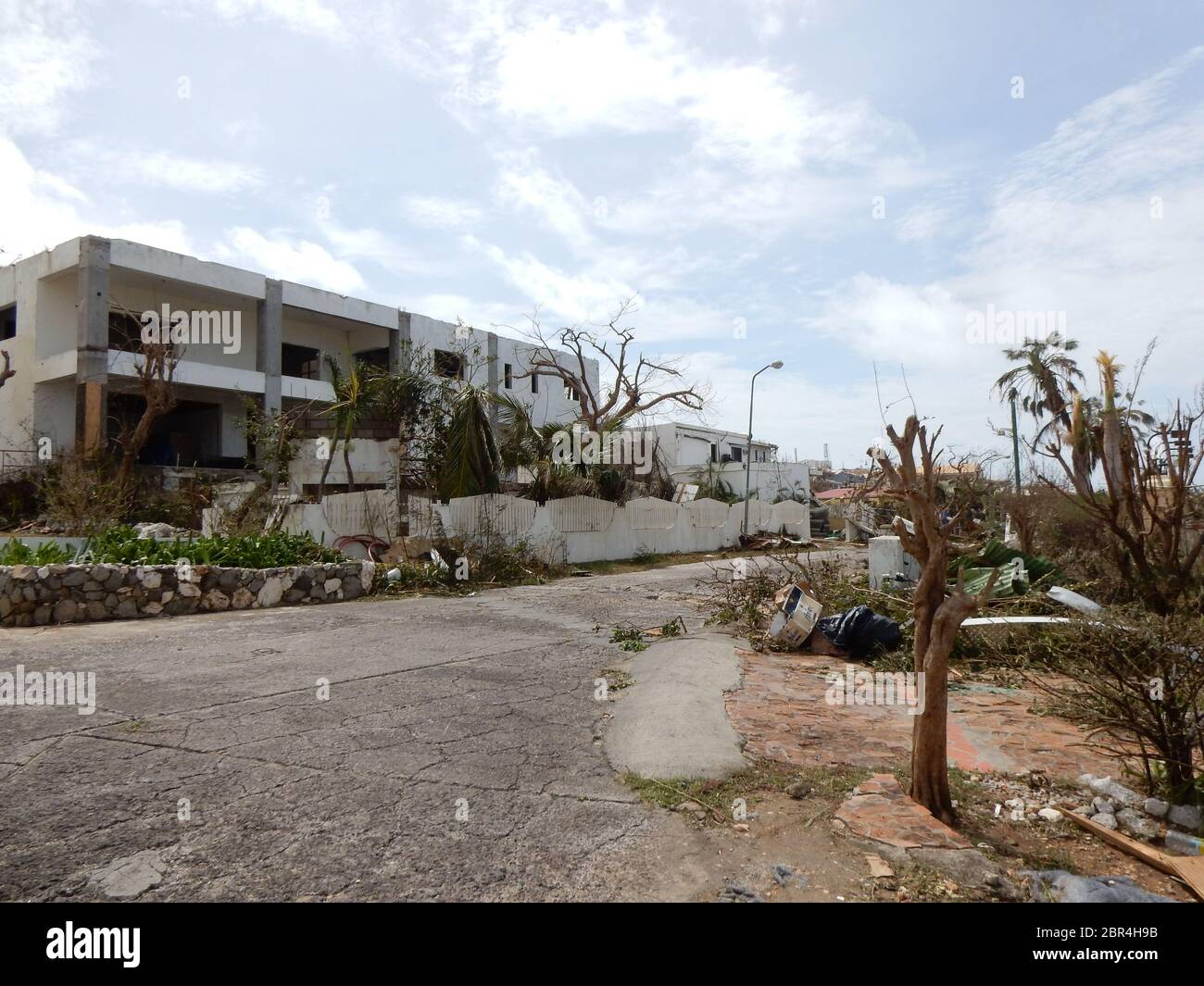 These trees in Sint Maarten were stripped bare and severely damaged by the high winds of Hurricane Irma in September 2017 Stock Photo
