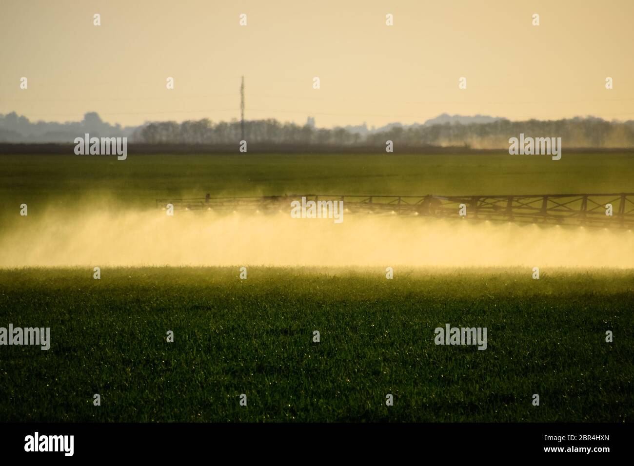 Jets of liquid fertilizer from the tractor sprayer. Tractor with the help of a sprayer sprays liquid fertilizers on young wheat in the field. The use Stock Photo