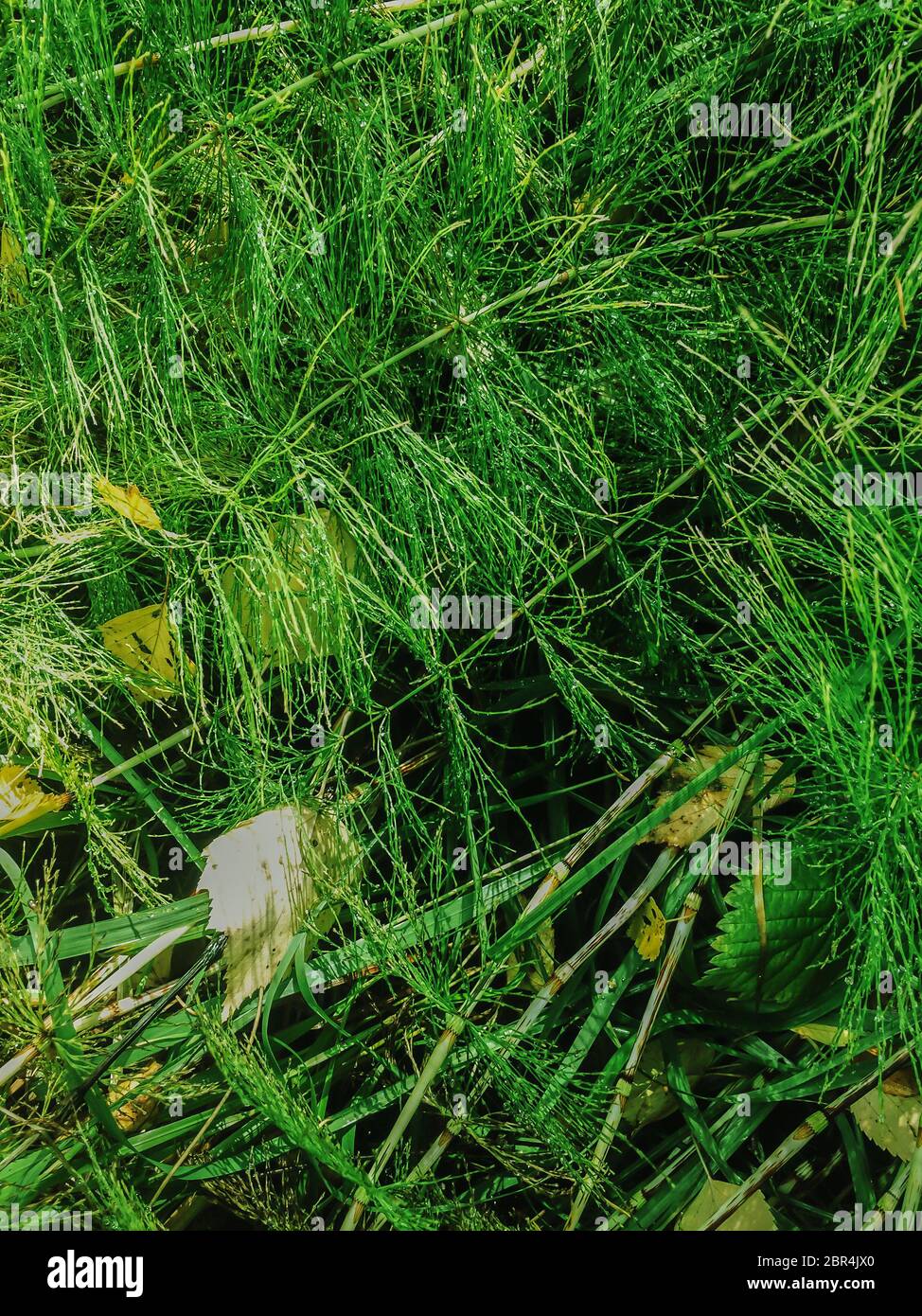 Fresh green leafs of Horsetail grove moving by the wind after rain natural background Stock Photo