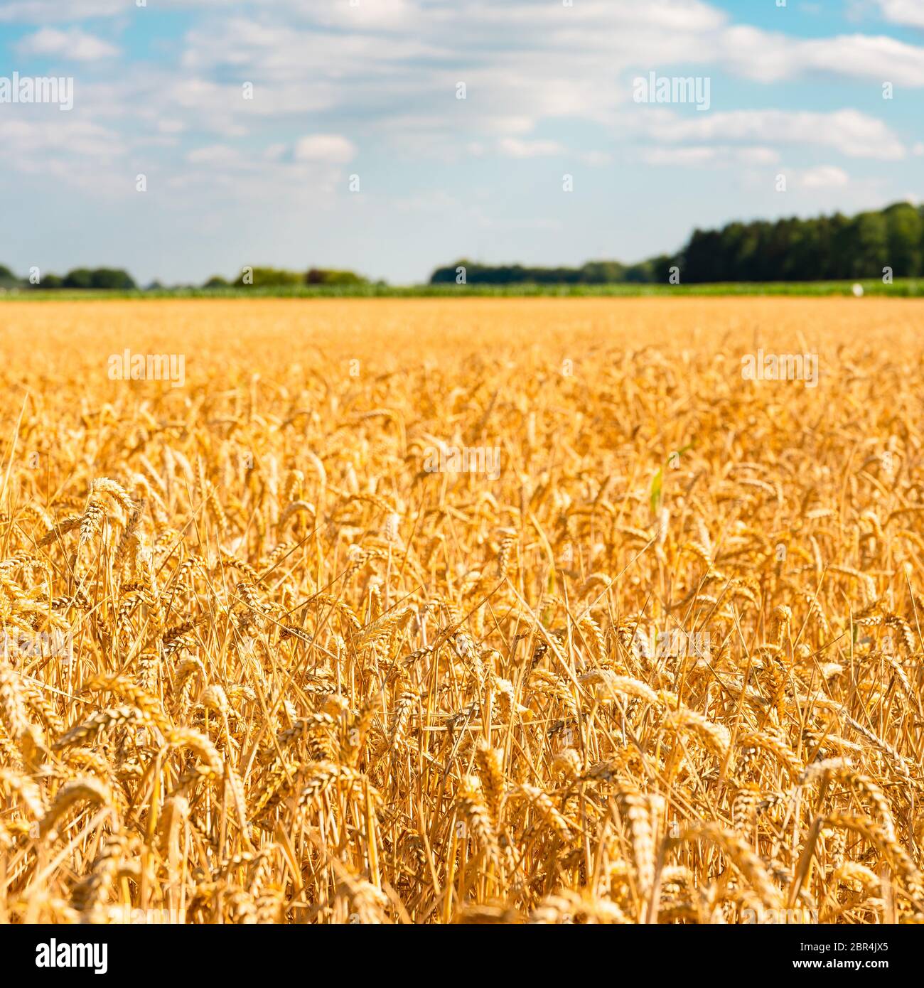 summer landscape with field of corn under blue sky Stock Photo - Alamy