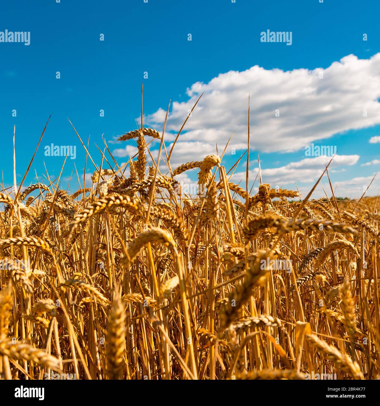 summer landscape with field of corn under blue sky Stock Photo - Alamy