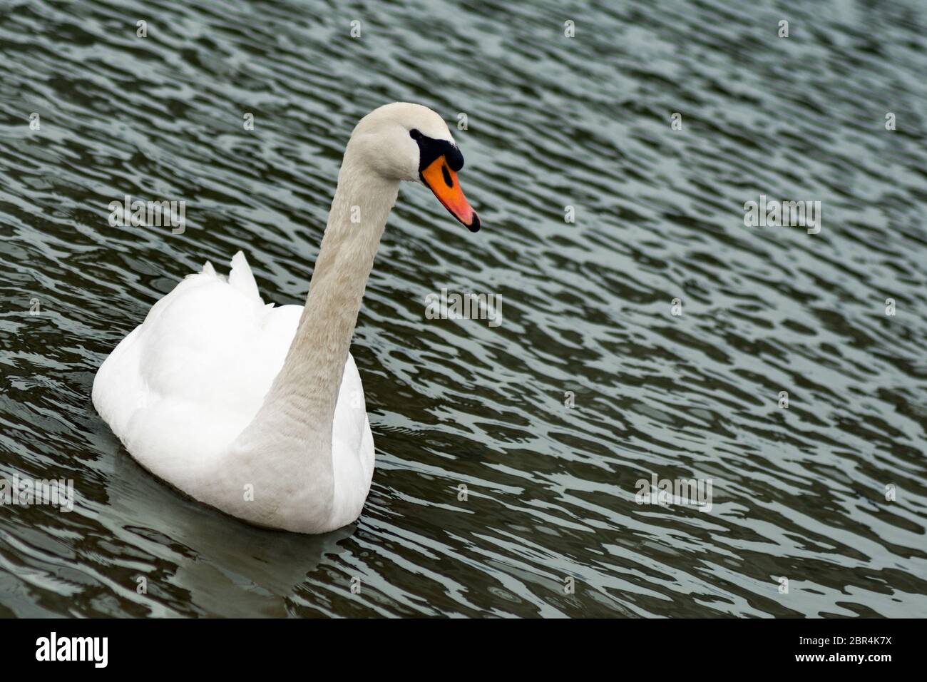 The white swan bird is swimming in the lake Stock Photo - Alamy