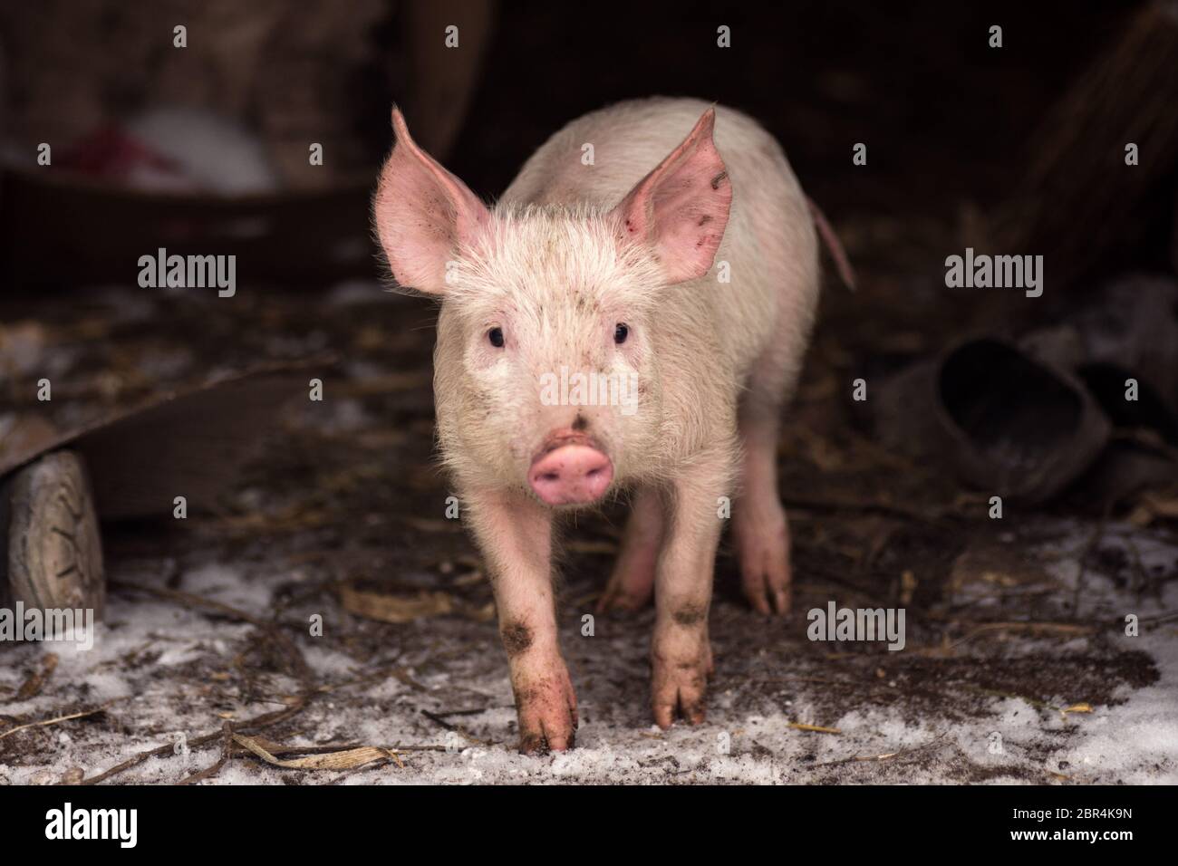 The little young domestic pig is standing on dirty poor rural scene background. Stock Photo