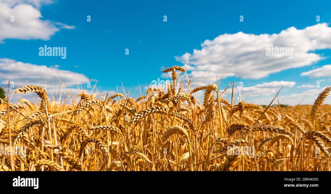 summer landscape with field of corn under blue sky Stock Photo - Alamy