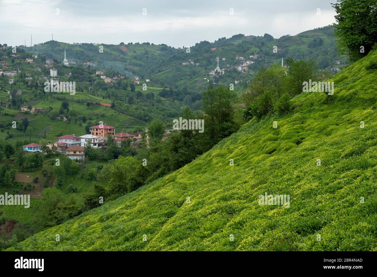 Villages between tea plantations in iyidere district of Rize province Stock Photo