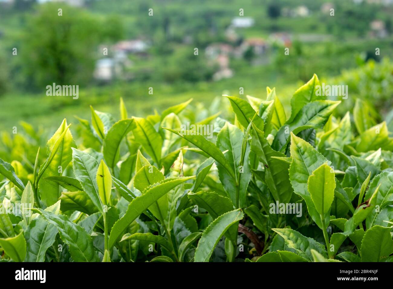 rize is the leading province in tea production. Stock Photo