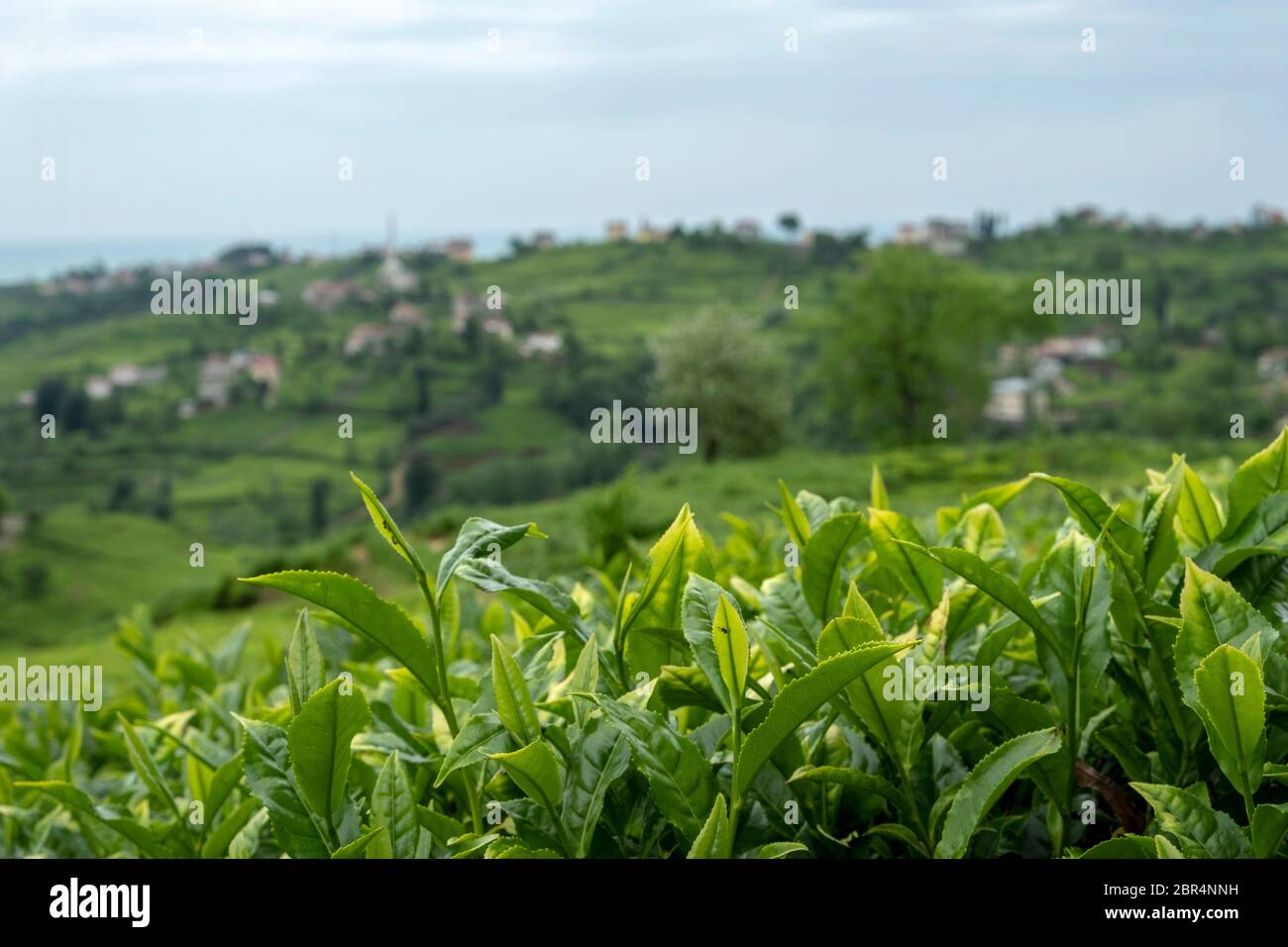 rize is the leading province in tea production. Stock Photo