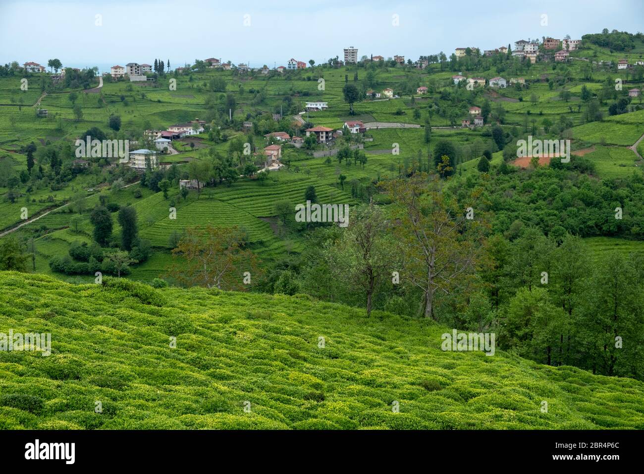 Villages between tea plantations in iyidere district of Rize province Stock Photo