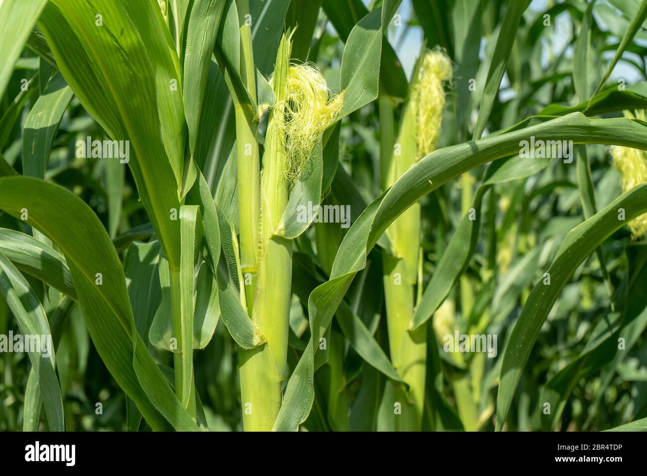 Corn field plantation in sunny day Stock Photo - Alamy