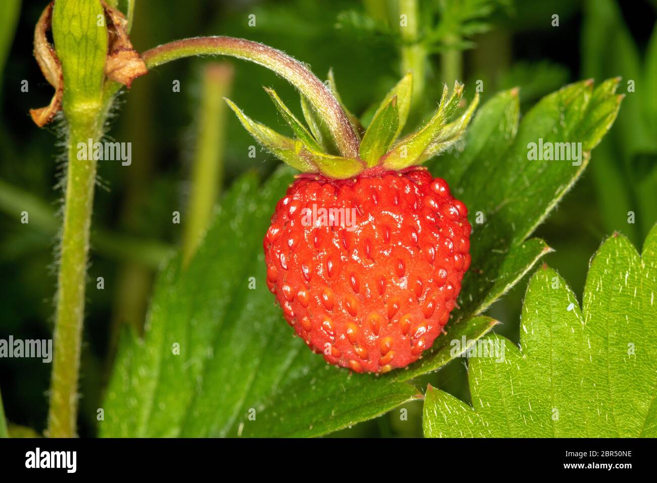 The fruit of Fragaria vesca, commonly called wild strawberry or woodland strawberry Stock Photo