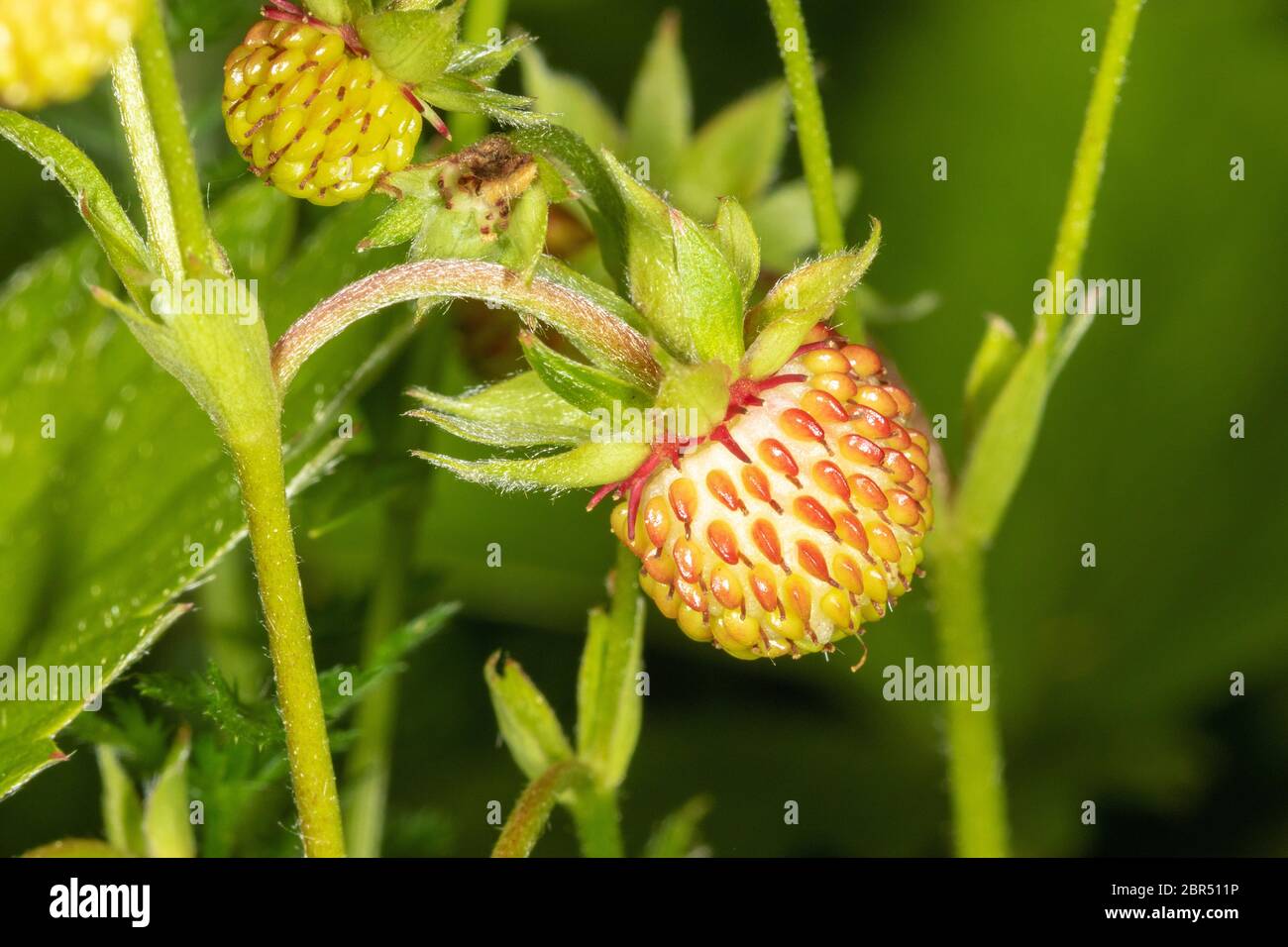 The fruit of Fragaria vesca, commonly called wild strawberry or woodland strawberry Stock Photo