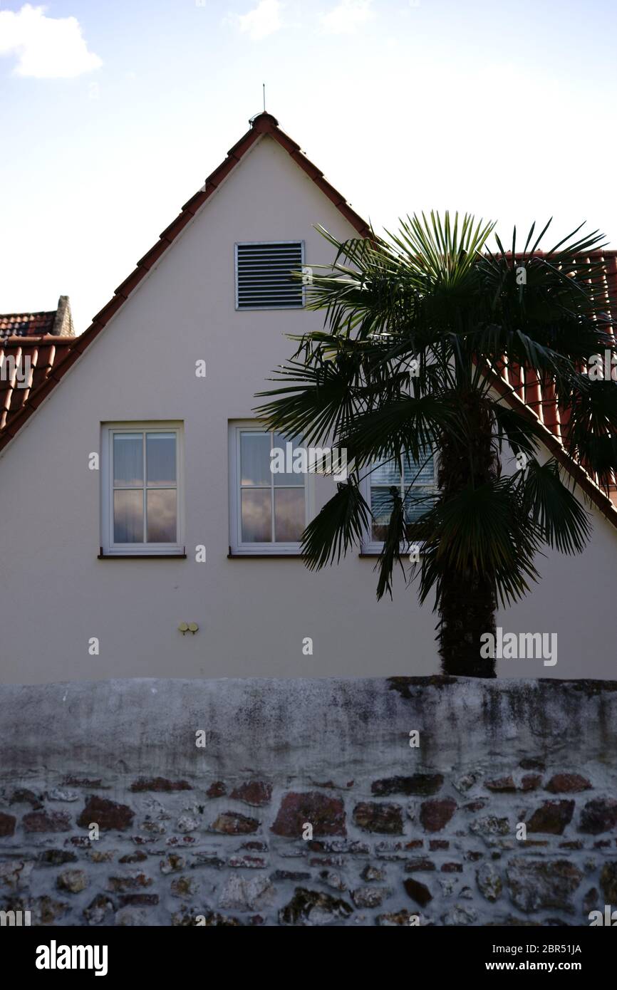 A residential house with a wall as a property boundary and a palm tree behind it. Stock Photo