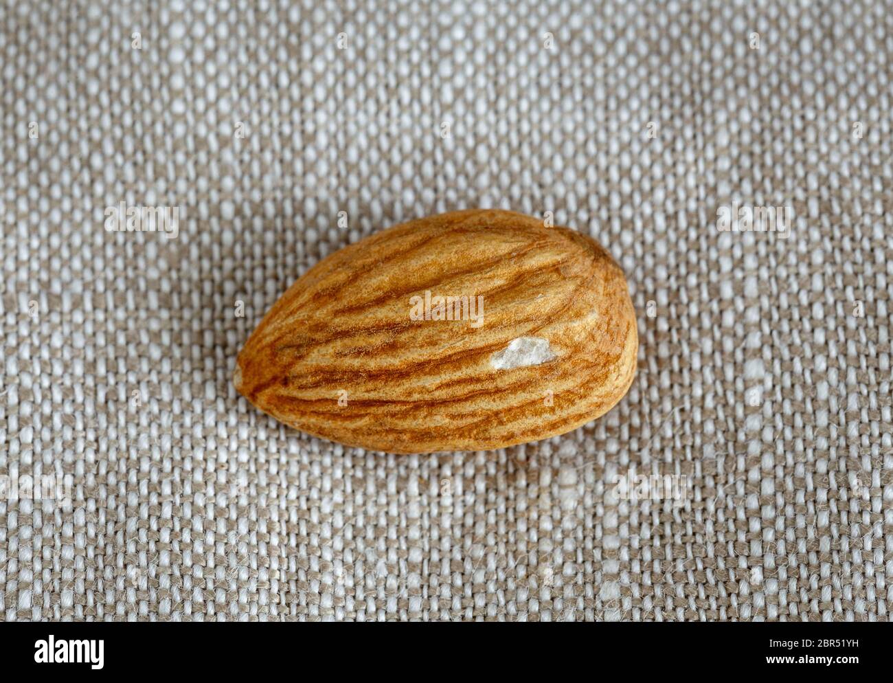 Light brown almond kernel close up Stock Photo