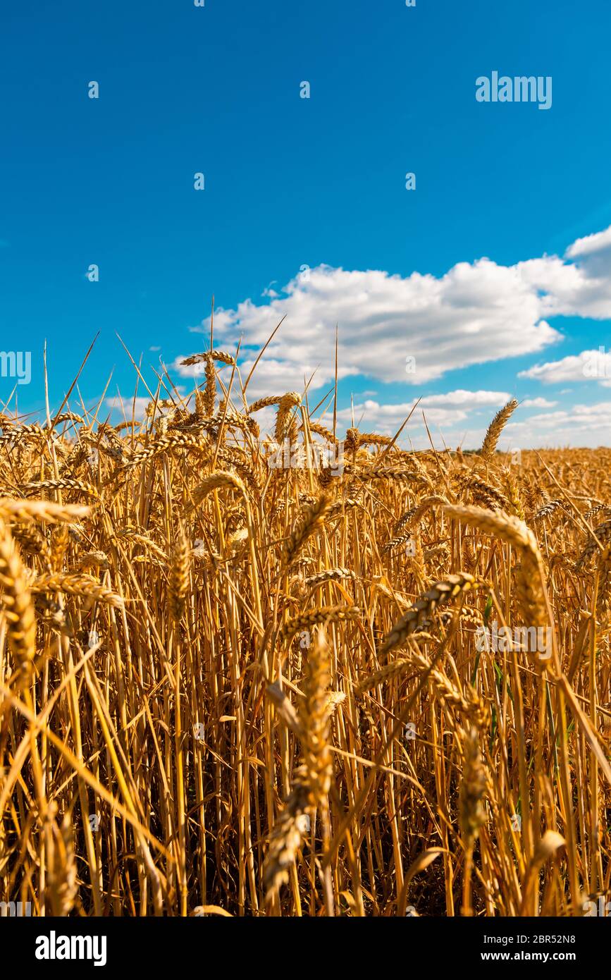 summer landscape with field of corn under blue sky Stock Photo - Alamy