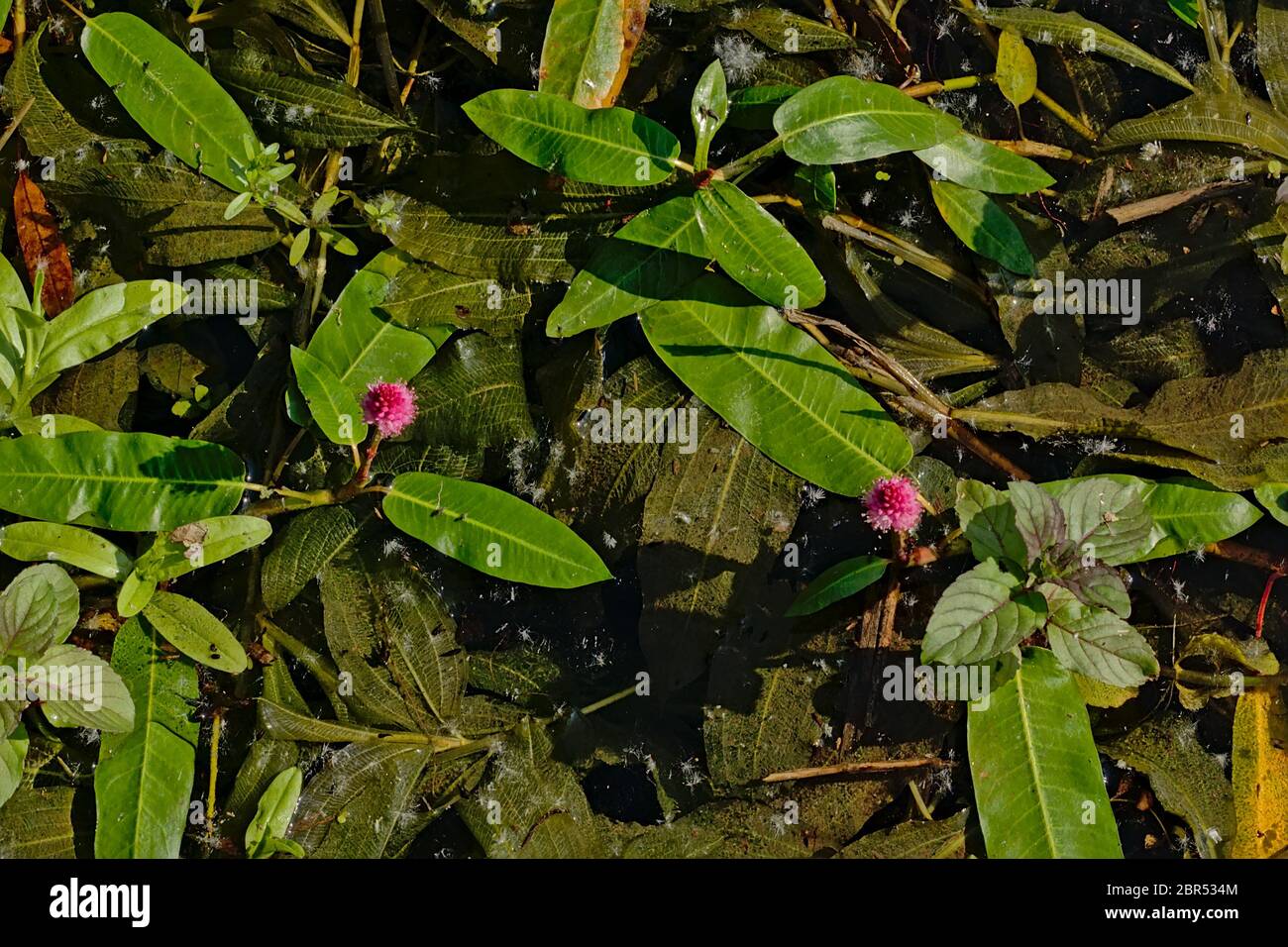 Water knotweed with pink flower - Persicaria amphibia. Stock Photo