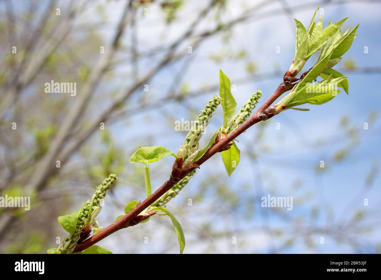 Poplar tree buds hires stock photography and images Alamy