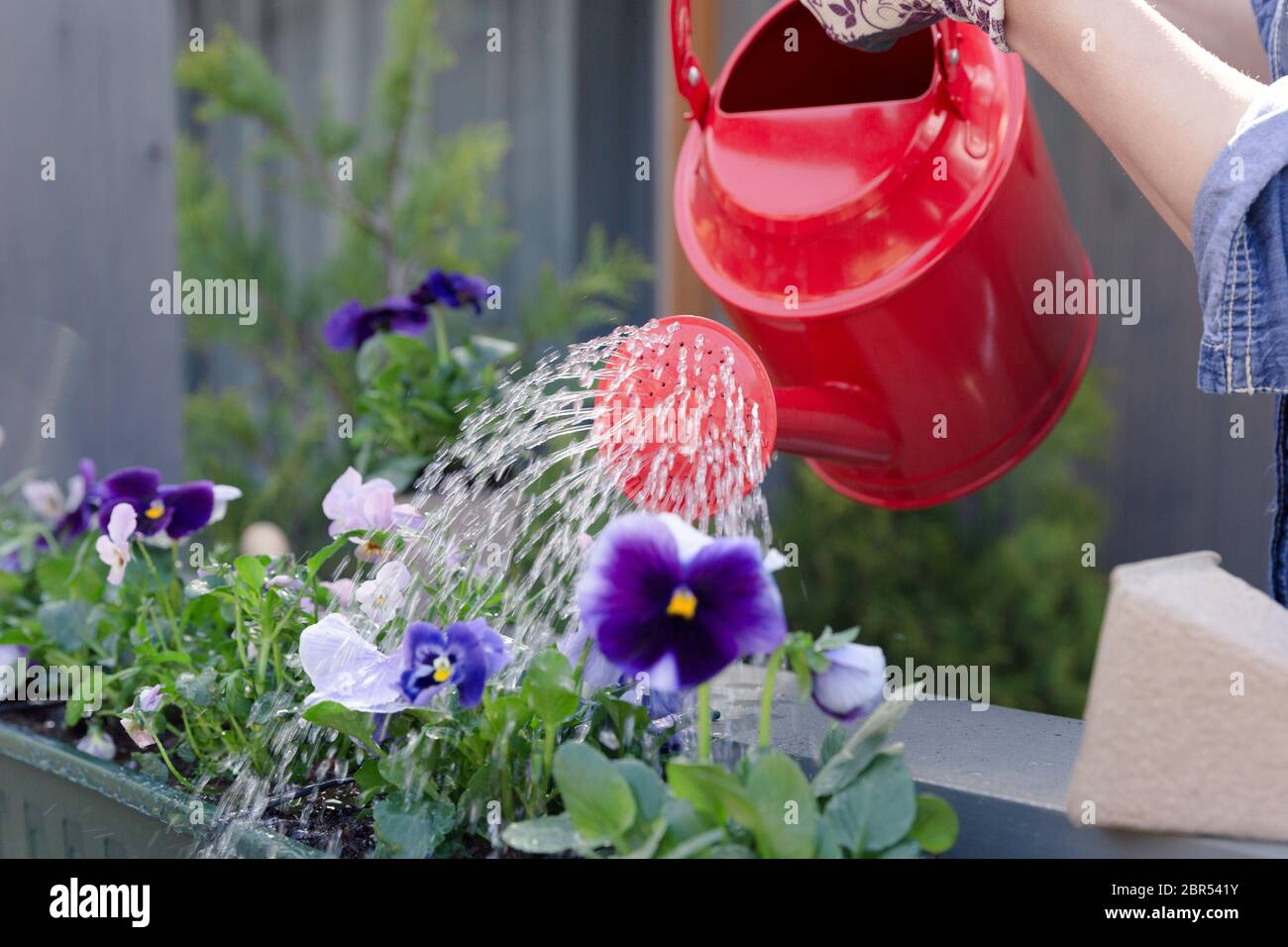 Woman watering pansy flowers on her city balcony garden. Urban