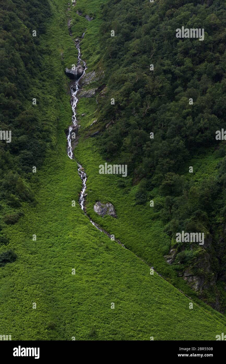 Himalayan flowers inside the Valley of Flowers near Joshimath