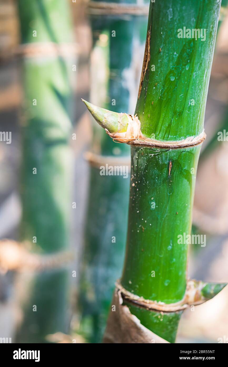 Close up bamboo tree in tropical rainforest Thailand Stock Photo Alamy