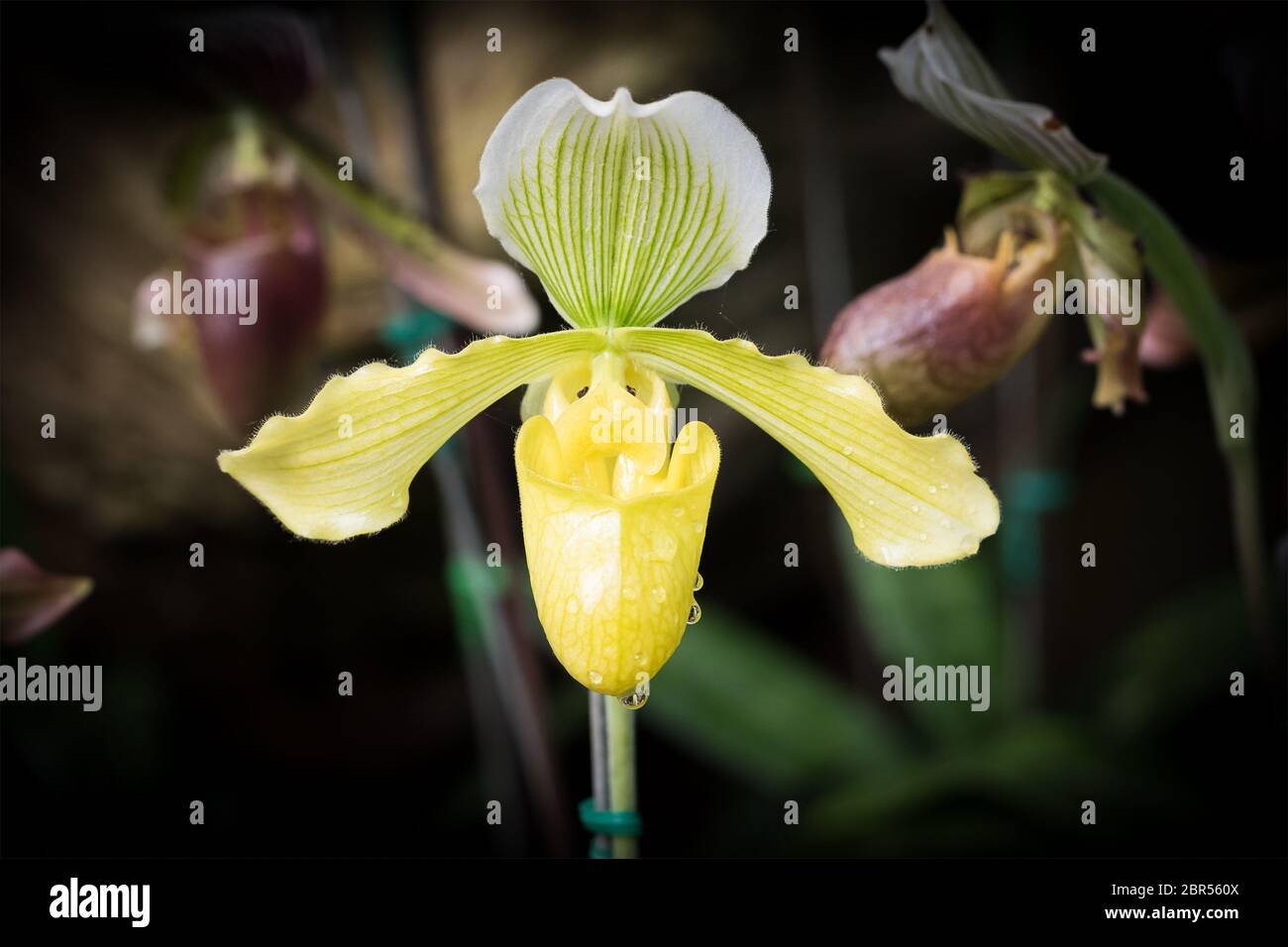 Close up yellow Paphiopedilum of Orchid flower, or Lady slipper orchid flower Stock Photo