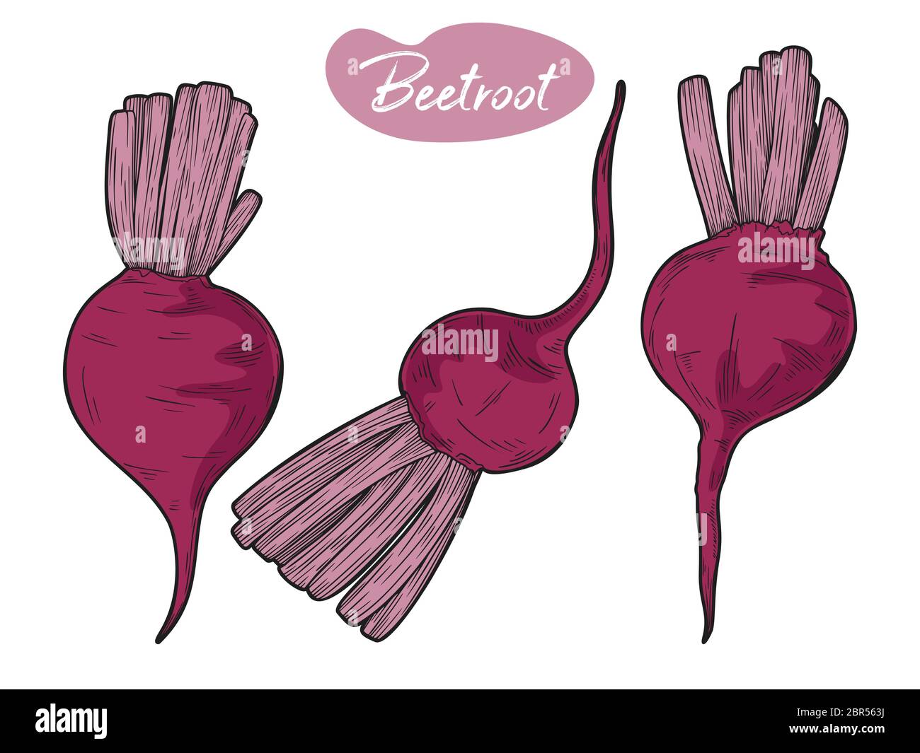 Beetroot isolated on white background. Vector illustration in sketch style. Stock Vector