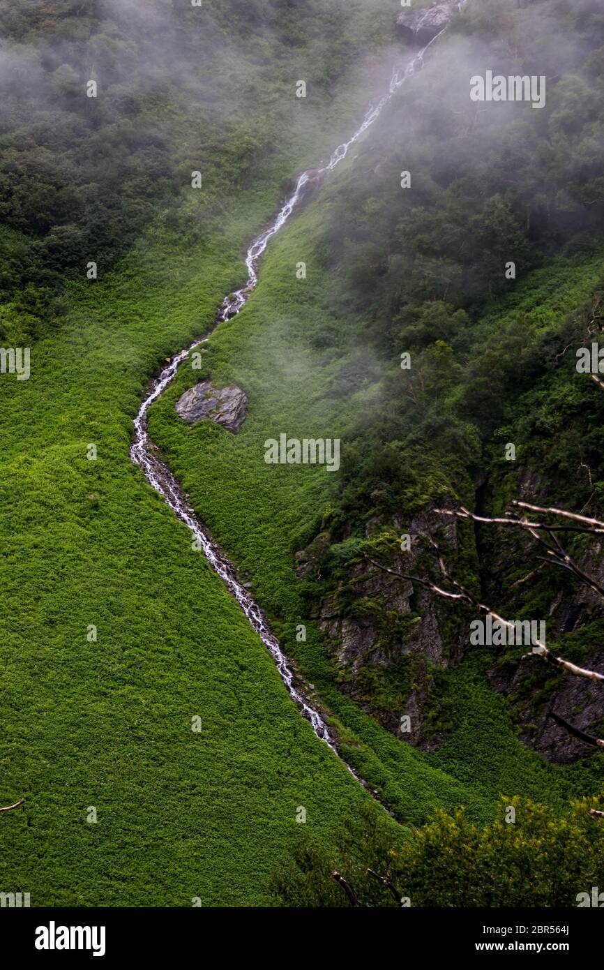 Himalayan flowers inside the Valley of Flowers near Joshimath