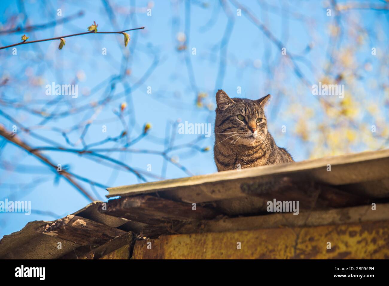 Tabby cat is sitting on the roof in the sun day Stock Photo - Alamy