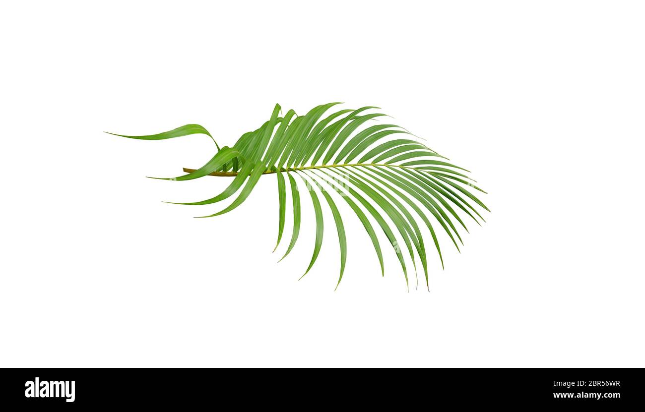 tropical green palm leaf tree isolated on white background Stock Photo ...