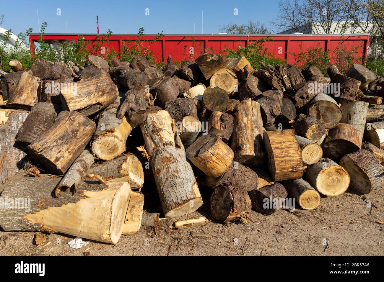 Sawn trees hires stock photography and images Alamy
