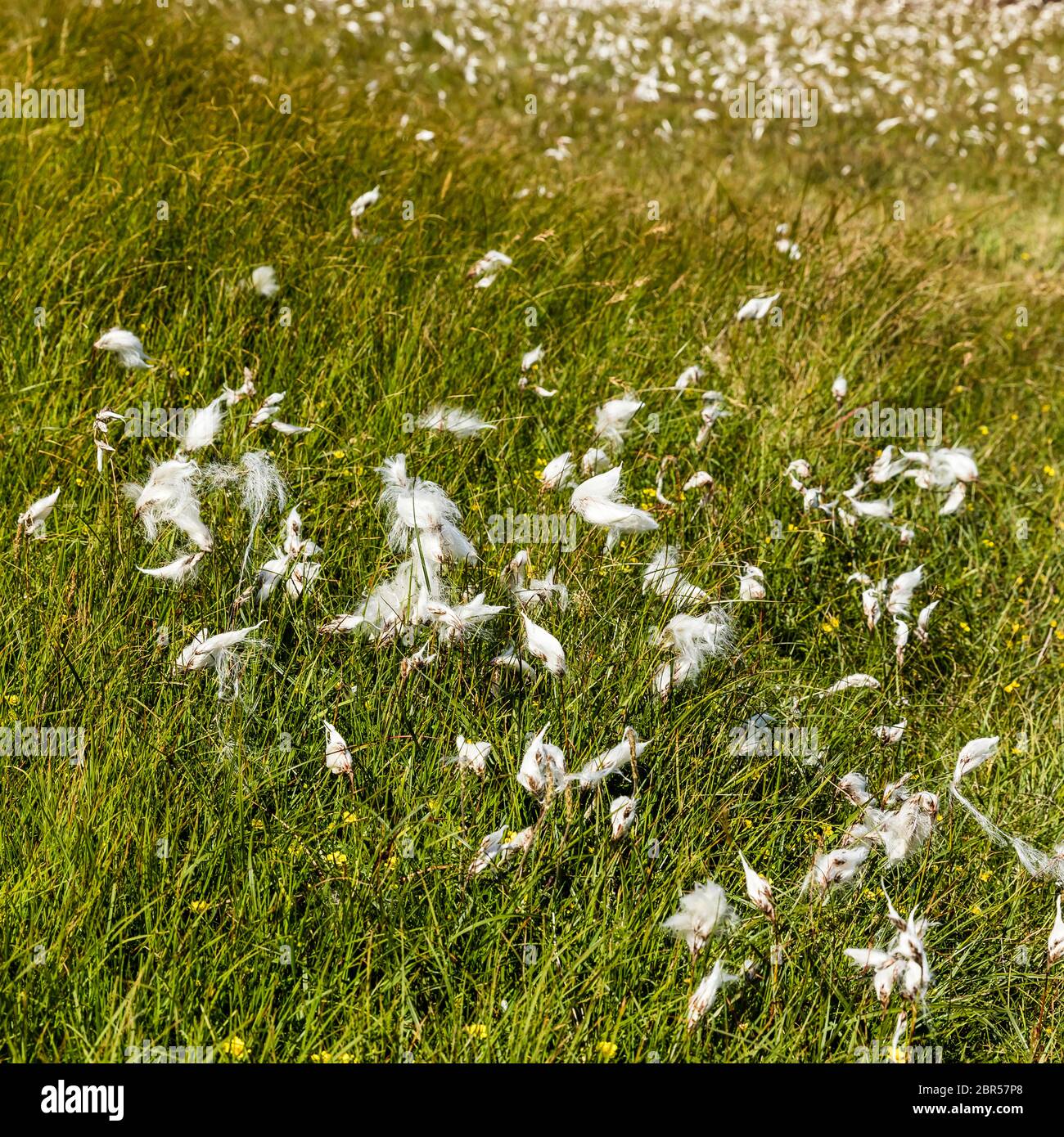 Bog cotton white wild flower hi-res stock photography and images - Alamy
