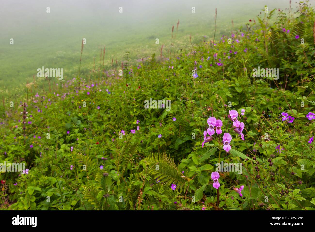 Himalayan flowers inside the Valley of Flowers near Joshimath