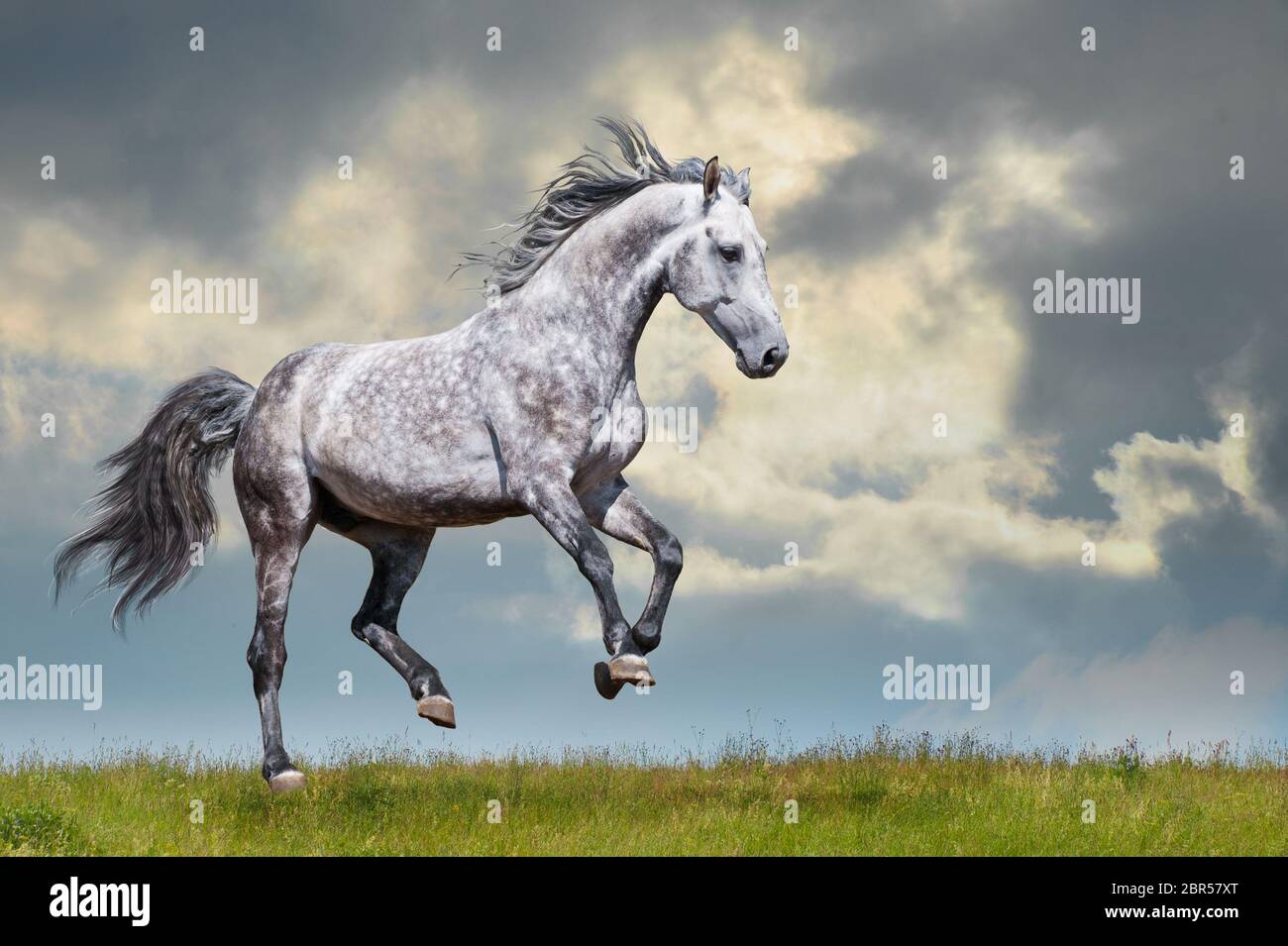 Grey horse running on the grass on sky and coulds Stock Photo