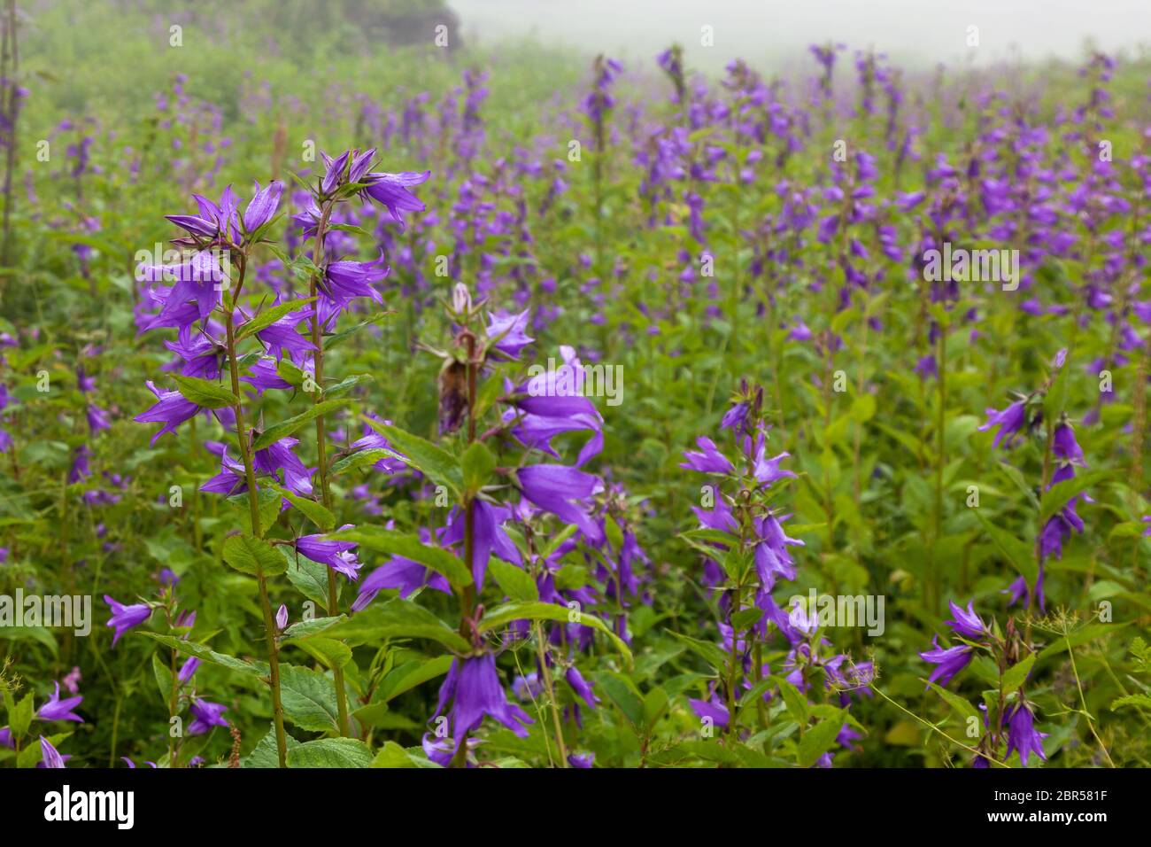 Himalayan flowers inside the Valley of Flowers near Joshimath ...