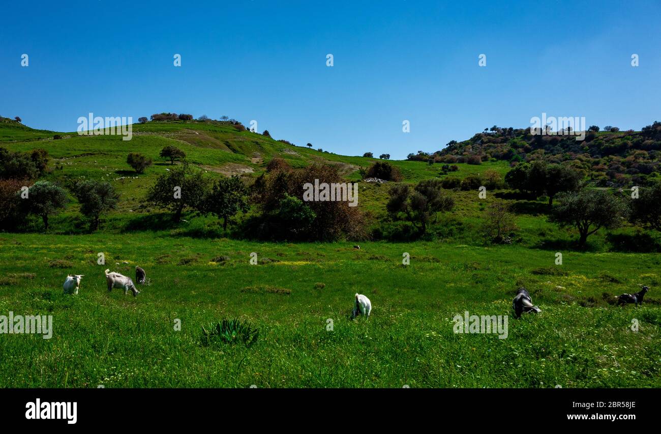 Cyprus wild goats hi-res stock photography and images - Alamy