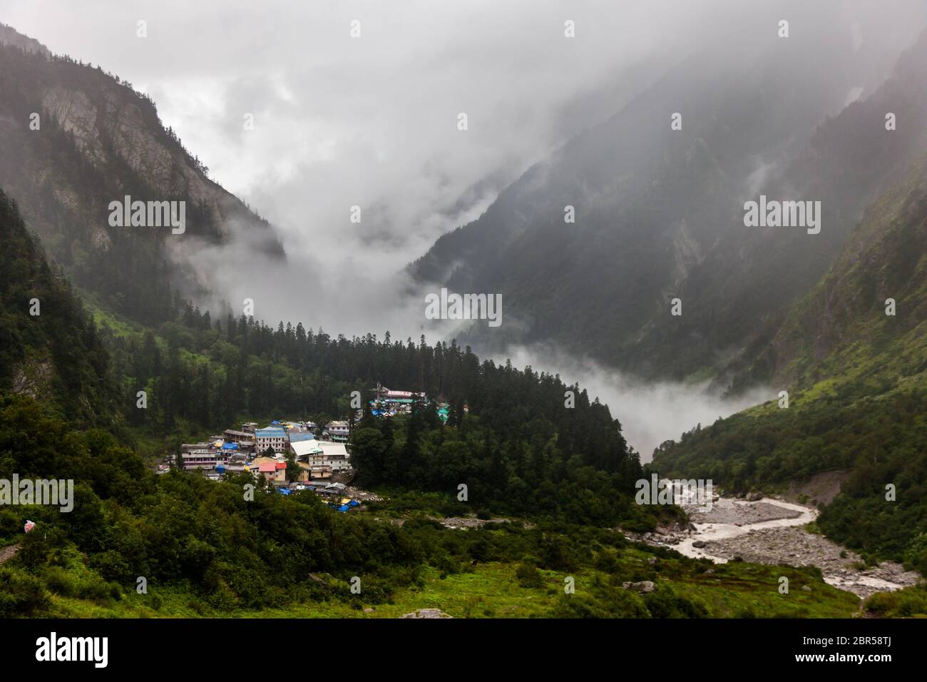 Himalayan flowers inside the Valley of Flowers near Joshimath