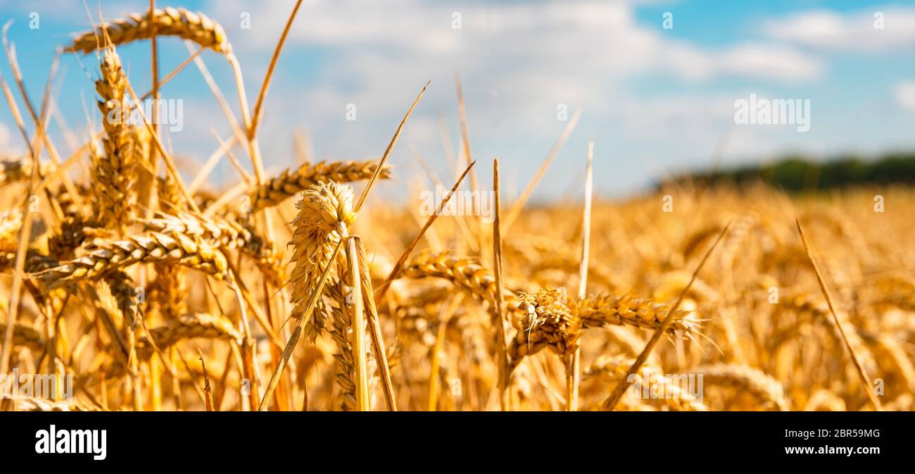 summer landscape with field of corn under blue sky Stock Photo - Alamy