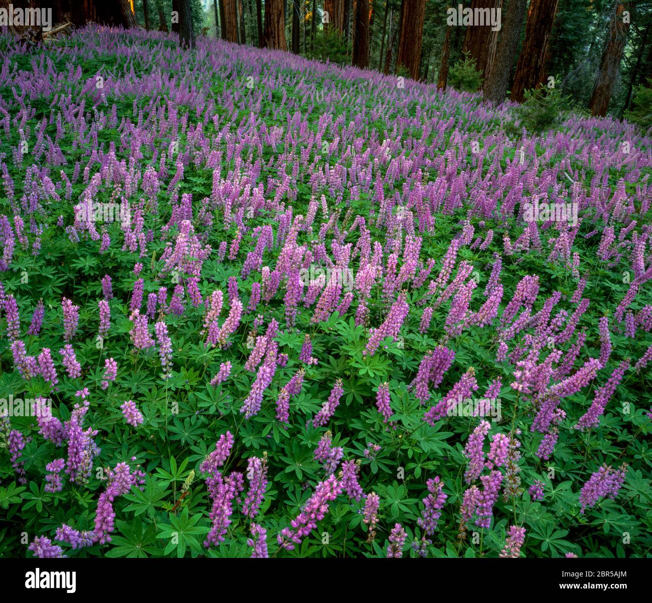 Lupin, Lupinus angustifolius, Redwood Mountain, Kings Canyon National Park, CA Stock Photo
