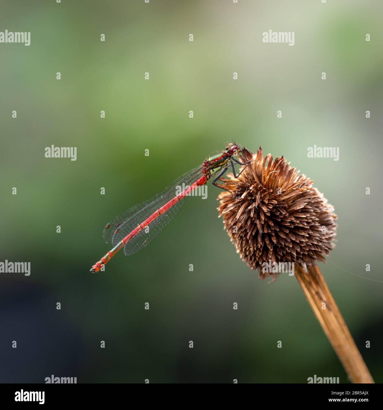 Large Red Damselfly Resting on a Seed Head Stock Photo - Alamy