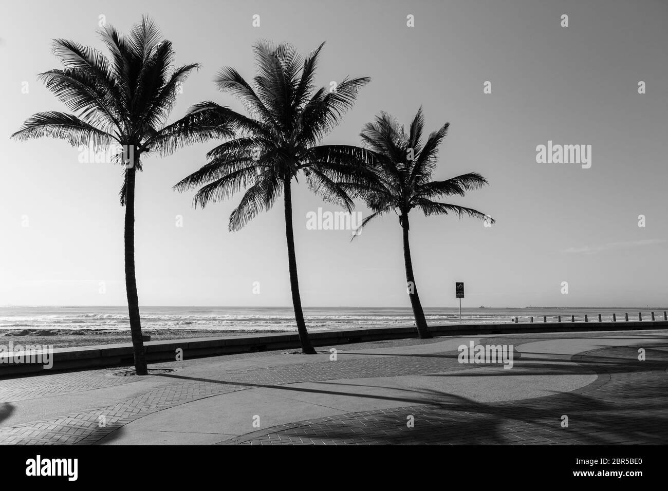 Beach ocean promenade palm trees black and white landscape Stock Photo ...