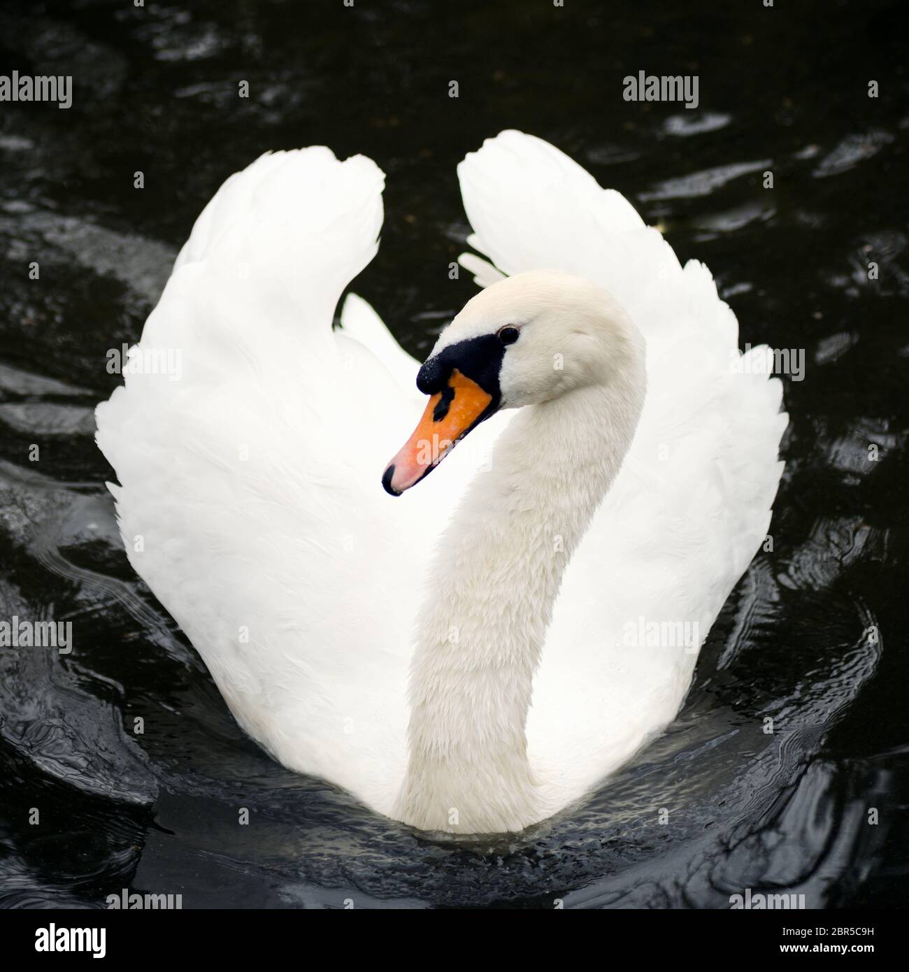 The beautiful white swan is swimming in the dark lake Stock Photo - Alamy